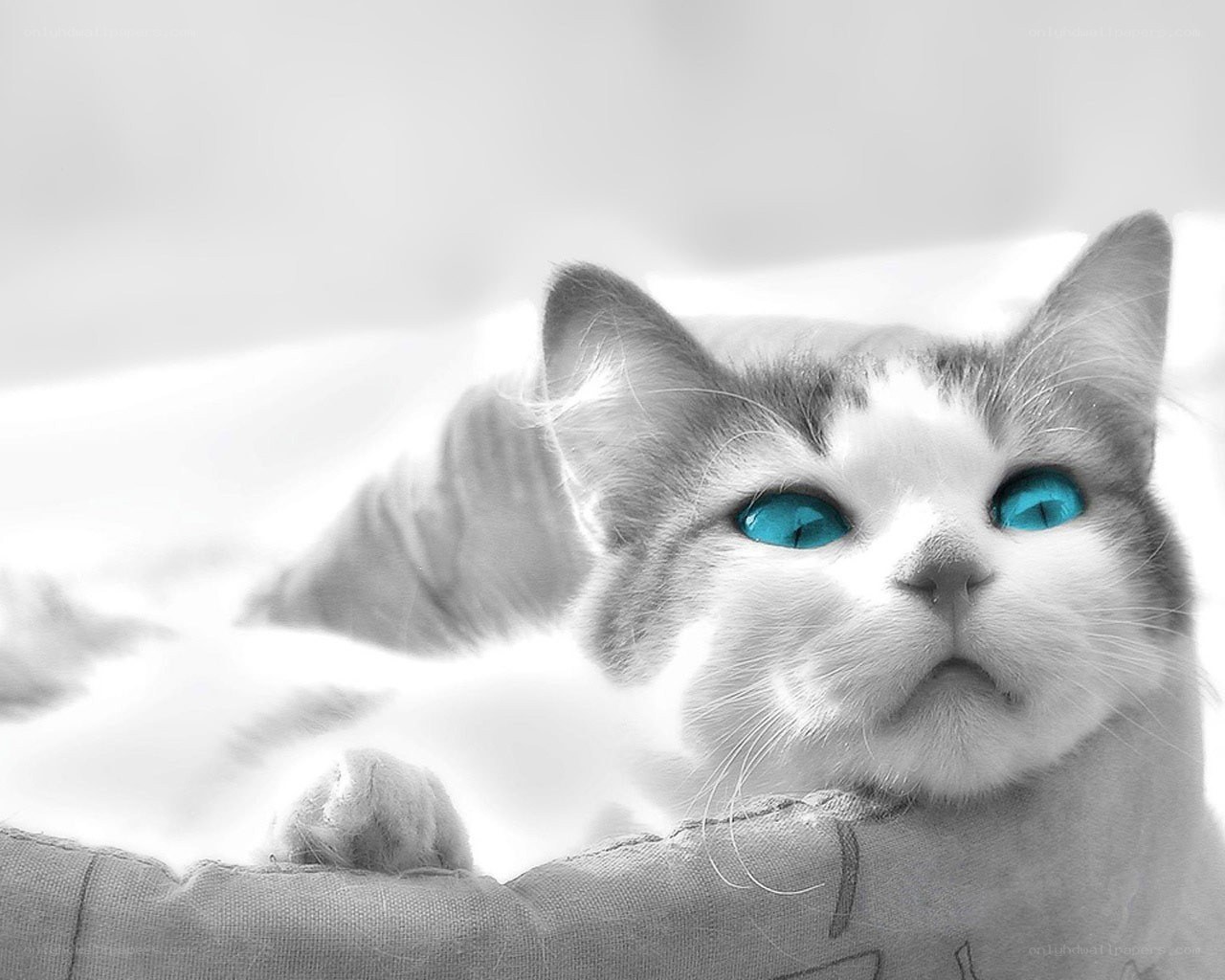 cat with blue eyes