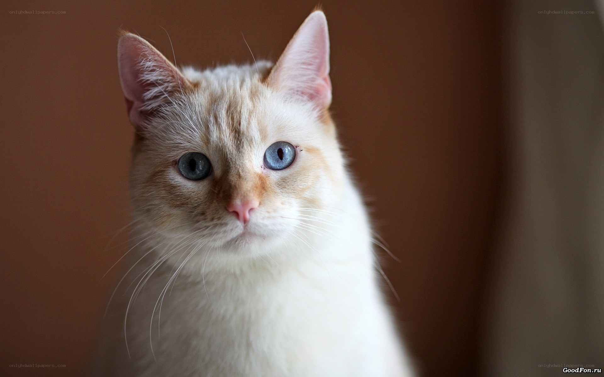 cat with blue eyes
