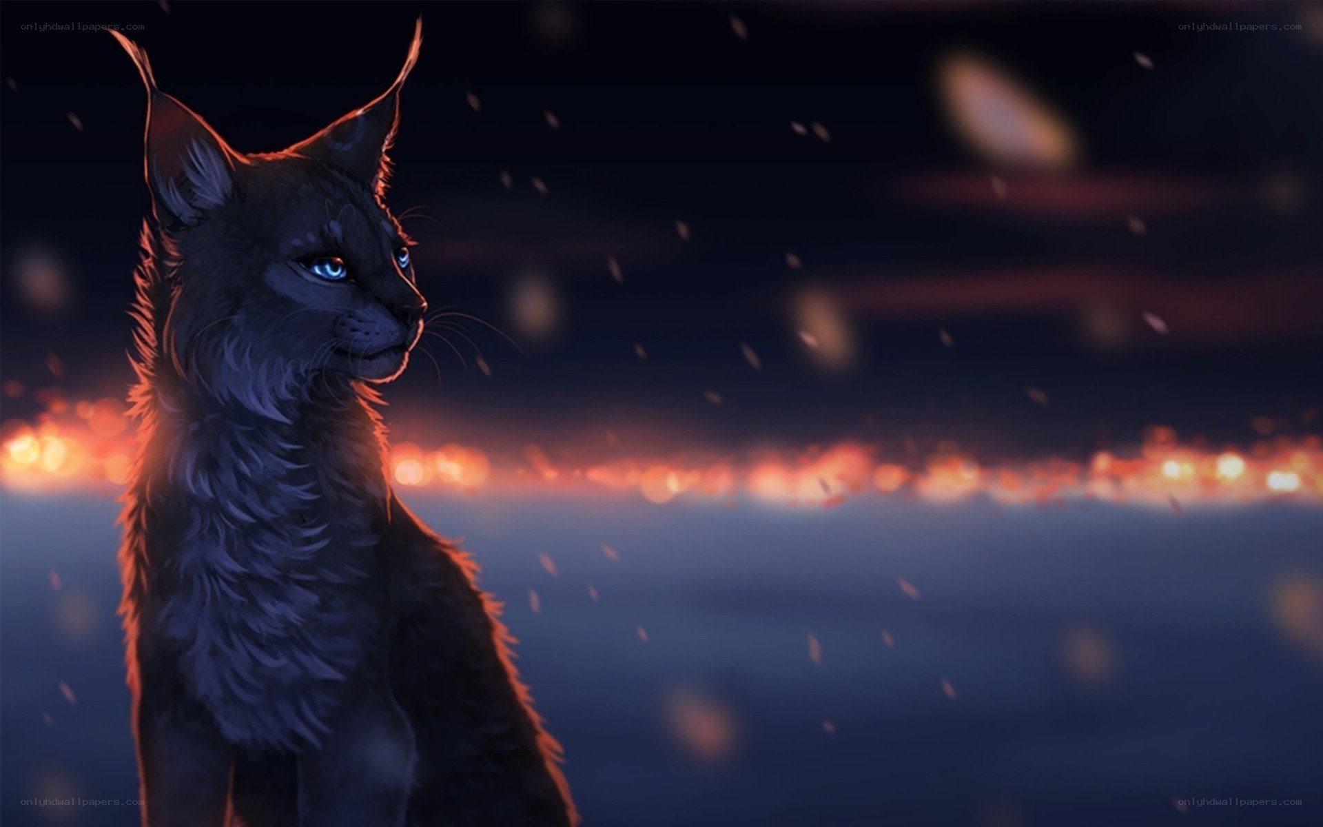 cat with blue eyes at night