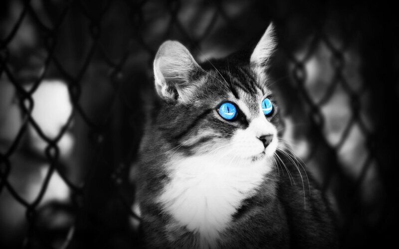 cat with blue eyes behind fence