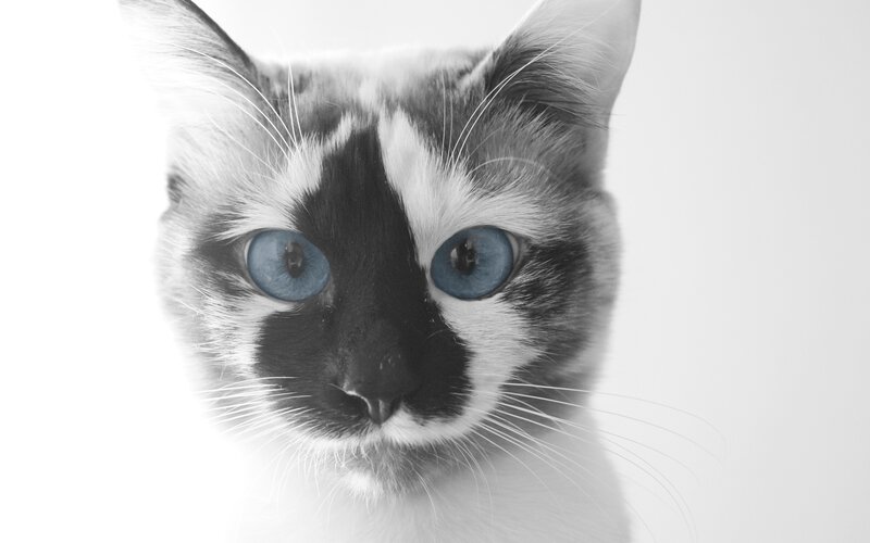 Cat with Blue Eyes — Black, Calm
