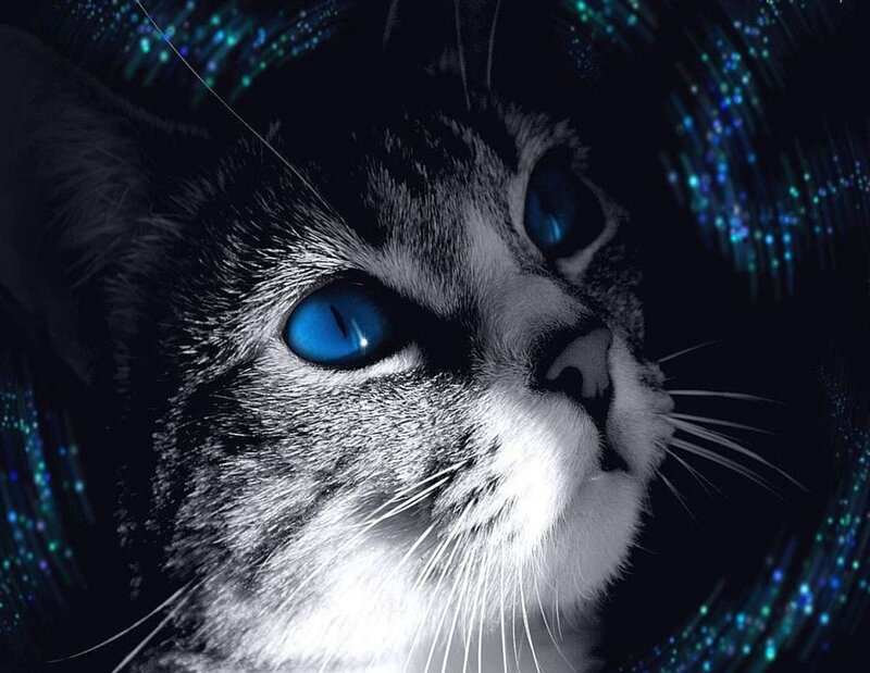Cat with Blue Eyes — Black, Dramatic, Digital Art