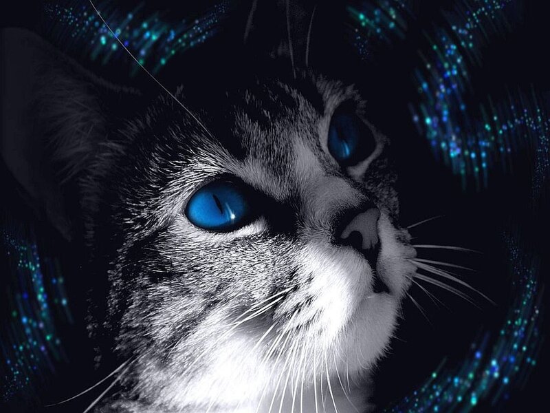 Cat with Blue Eyes — Black, Dramatic, Night, Digital Art, Blue Eyes
