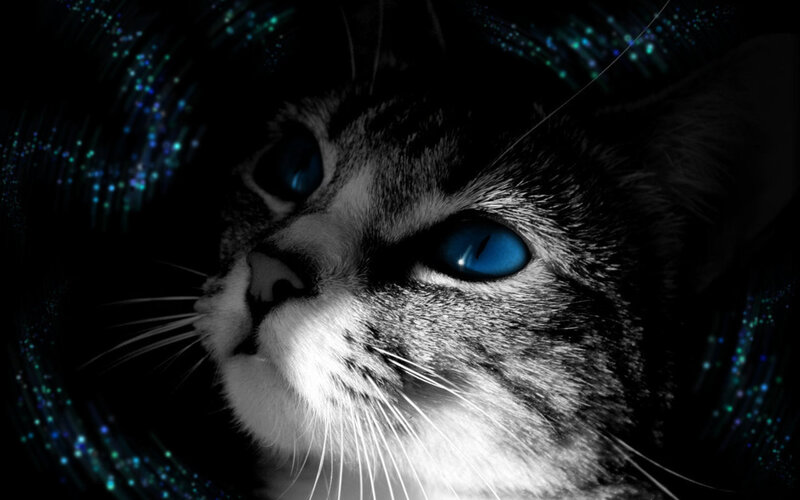Cat with Blue Eyes — Black, Dramatic, Night, Digital Art