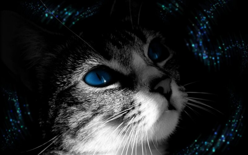 Cat with Blue Eyes — Black, Dramatic, Night, Digital Art, Whiskers