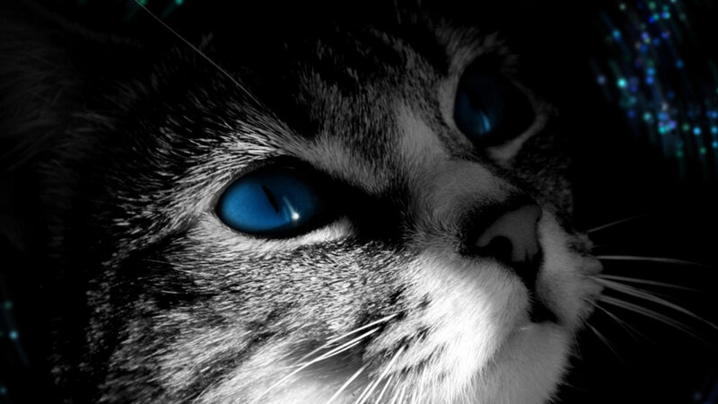 Cat with Blue Eyes — Black, Dramatic, Night, Photograph