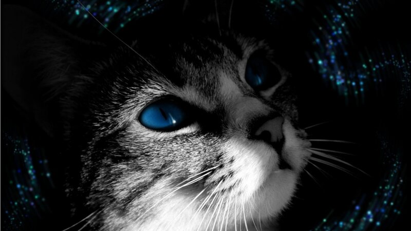 Cat with Blue Eyes — Black, Dramatic, Night