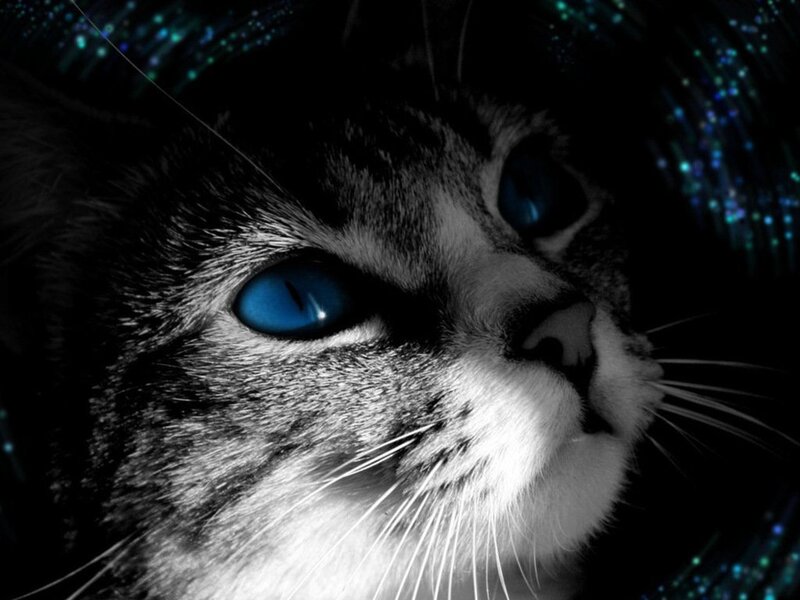 Cat with Blue Eyes — Black, Dramatic
