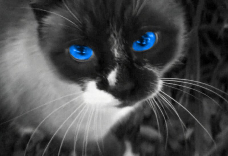 Cat with Blue Eyes — Black, Intense