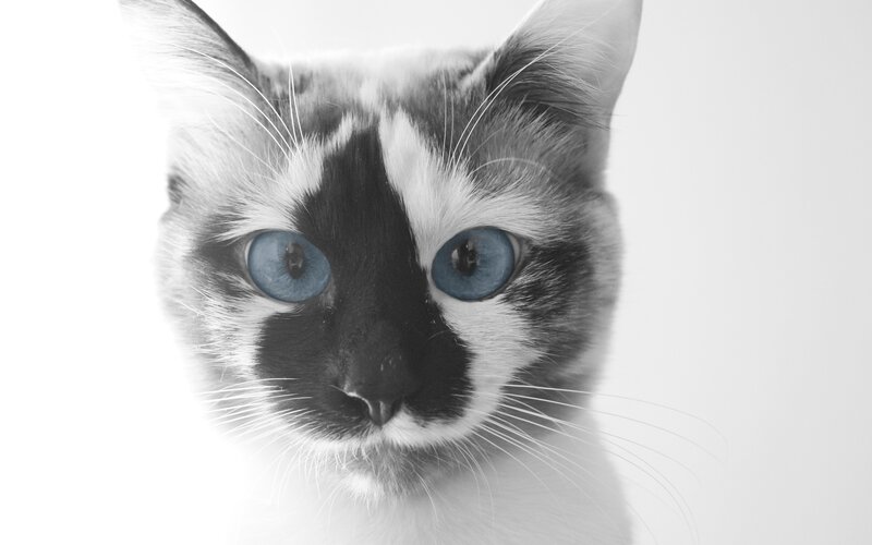 Cat with Blue Eyes — Black, Neutral, Photograph