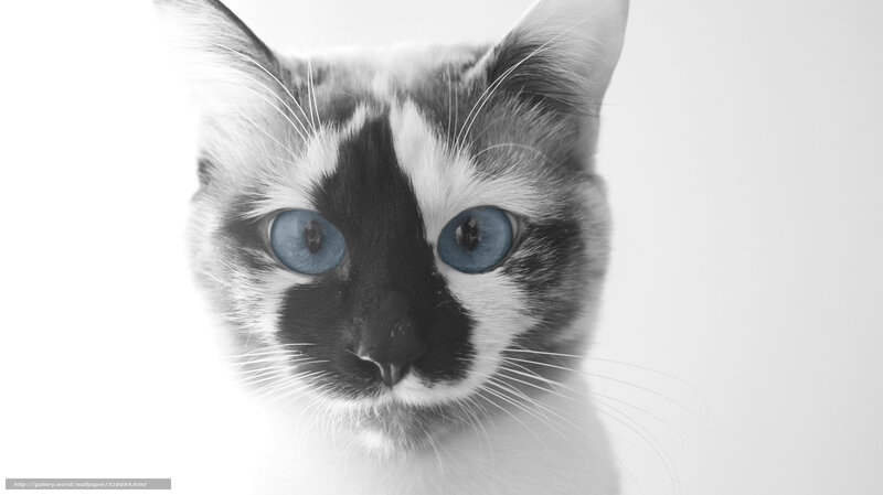 Cat with Blue Eyes — Black, Neutral