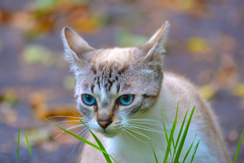 Cat with Blue Eyes — Brown, Calm, Autumn
