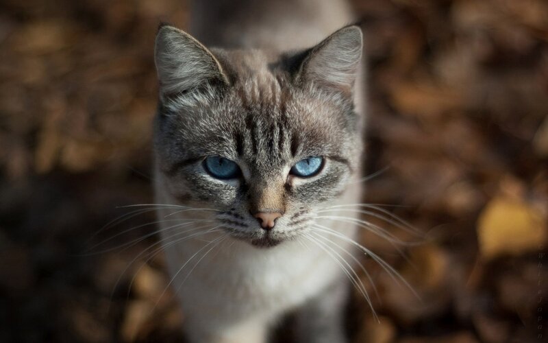 Cat with Blue Eyes — Brown, Calm