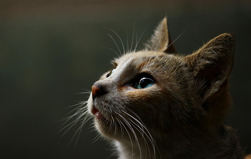 Cat with Blue Eyes — Brown, Dramatic, Photograph