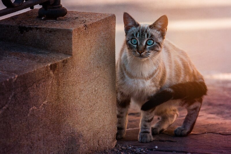 Cat with Blue Eyes — Brown, Dramatic, Sunset