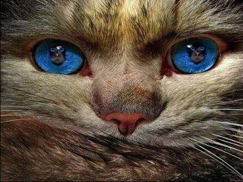Cat with Blue Eyes — Brown, Intense