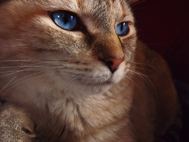 Cat with Blue Eyes — Brown