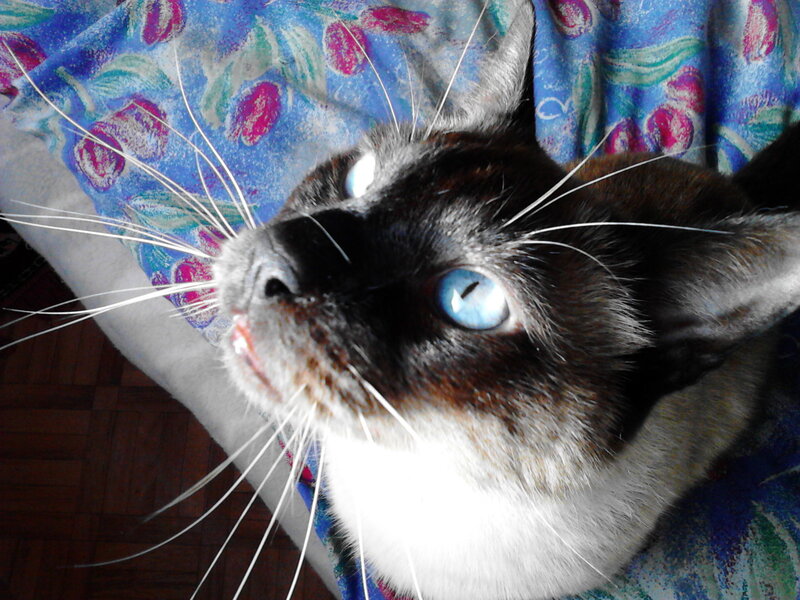 Cat with Blue Eyes — Calm, Photograph, Blanket