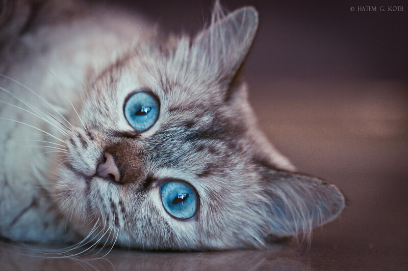 Cat with Blue Eyes — Calm, Photograph