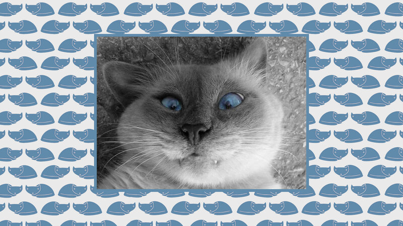 Cat with Blue Eyes — Calm