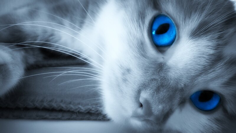 Cat with Blue Eyes — Dramatic, Photograph