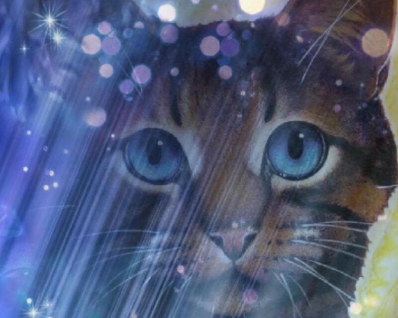 Cat with Blue Eyes — Dreamy