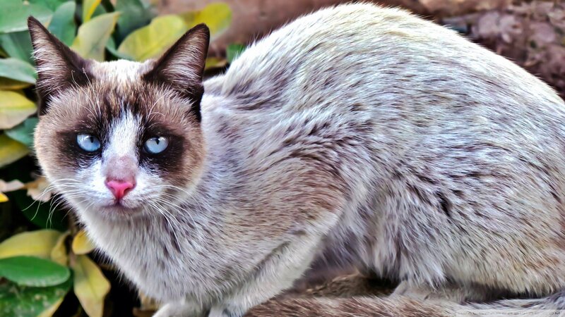 Cat with Blue Eyes — Gray, Calm, Afternoon