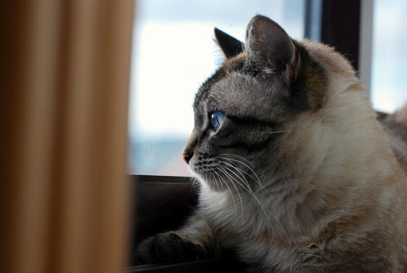 Cat with Blue Eyes — Gray, Calm, Photograph