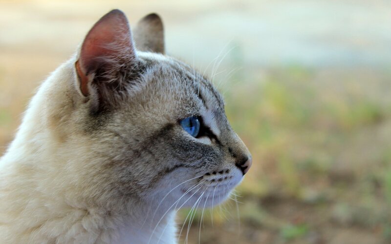 Cat with Blue Eyes — Gray, Calm