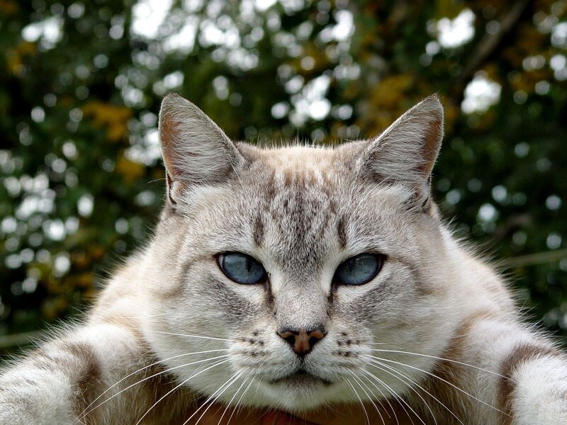 Cat with Blue Eyes — Gray