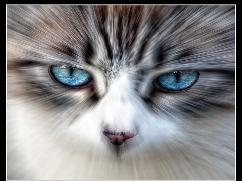 Cat with Blue Eyes — Intense, Photograph
