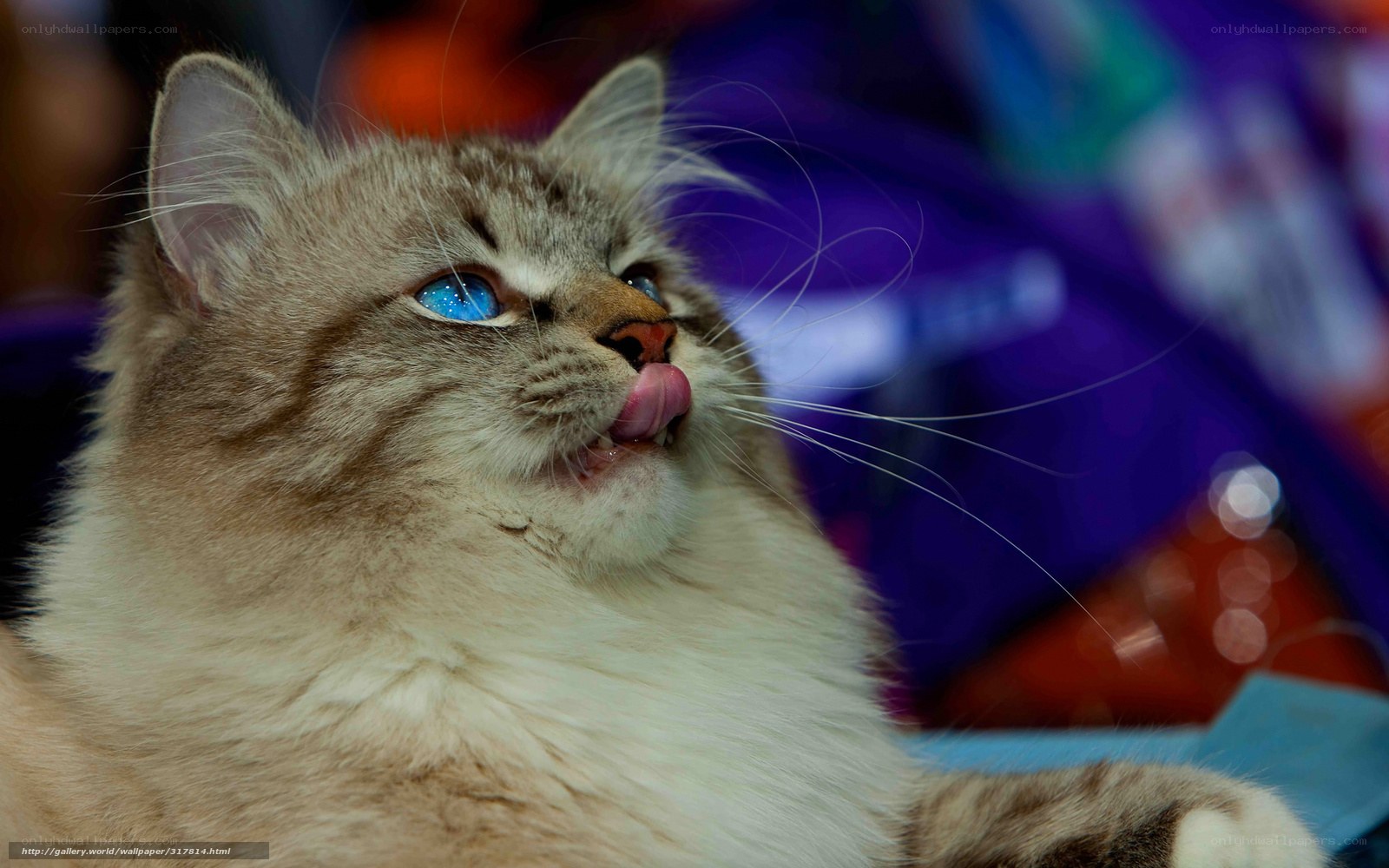 cat with blue eyes licking