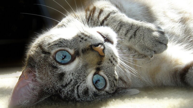 cat with blue eyes lying down