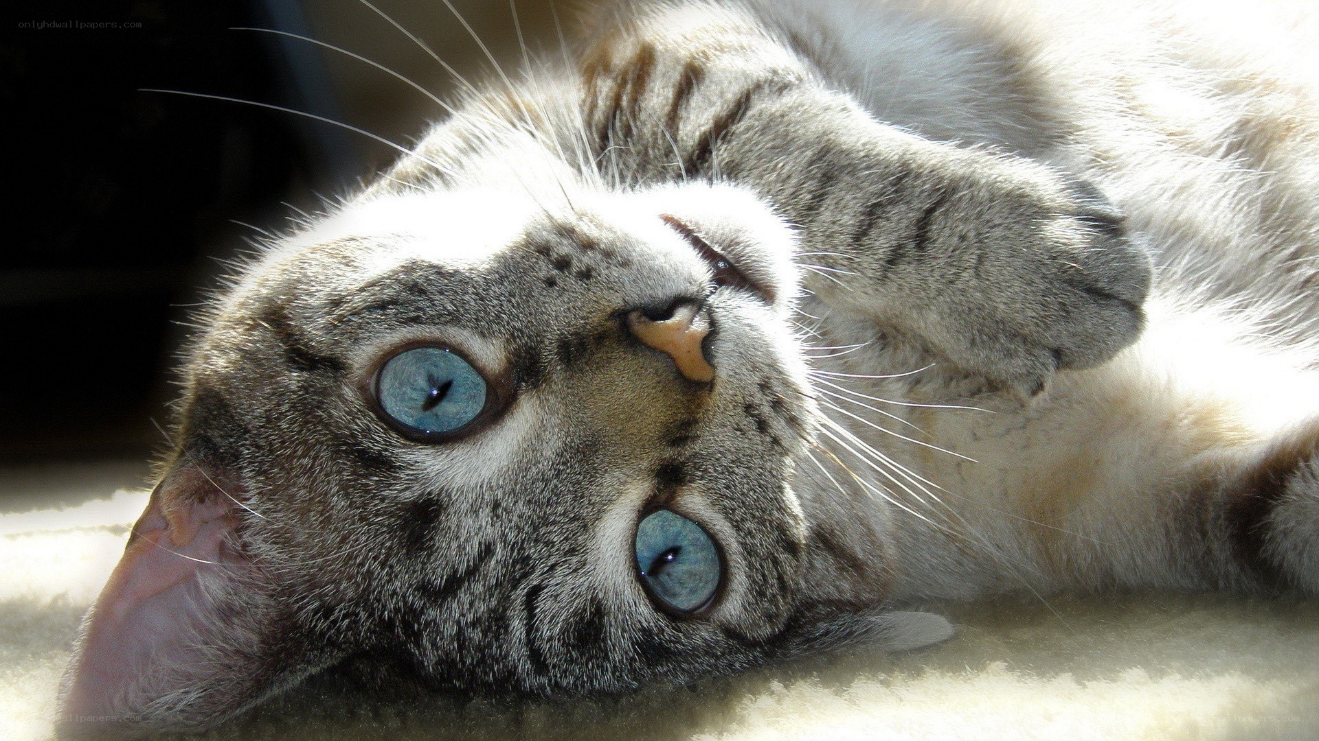 cat with blue eyes lying down
