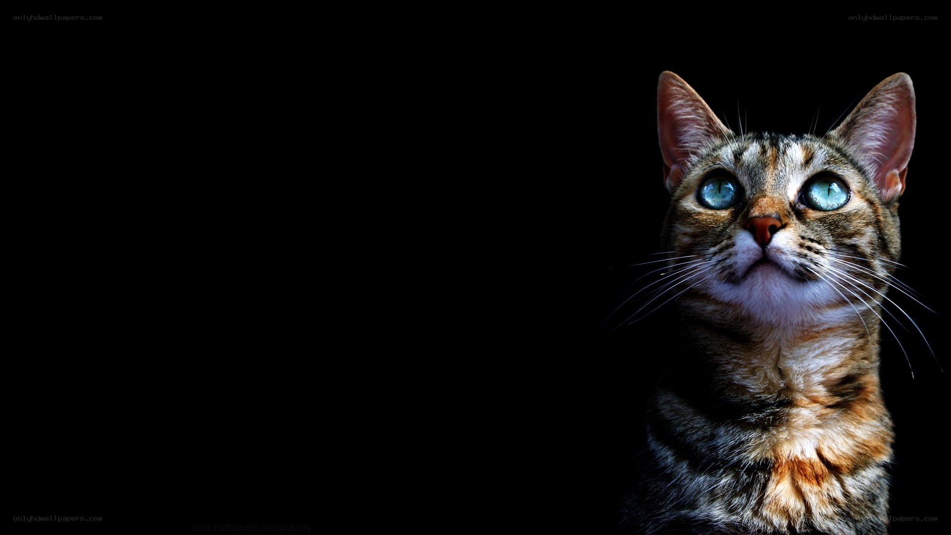 cat with blue eyes on black