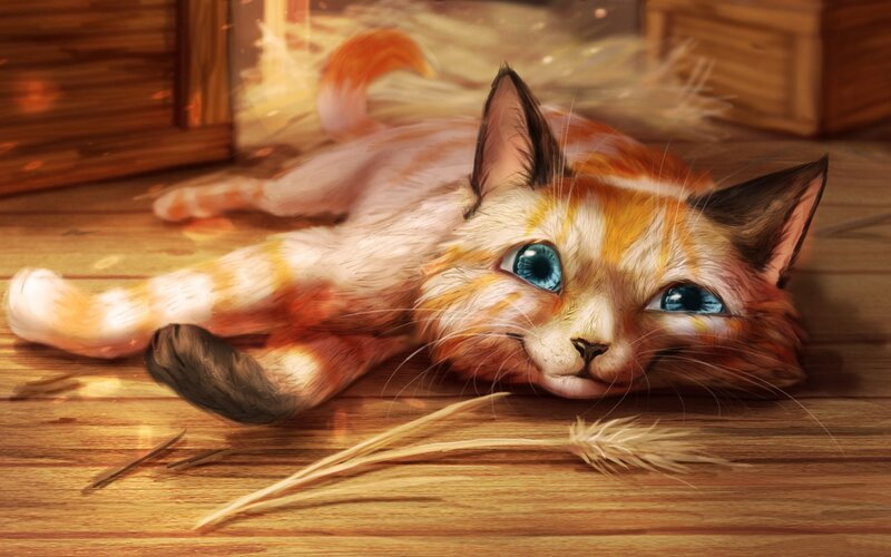 Cat with Blue Eyes — Orange