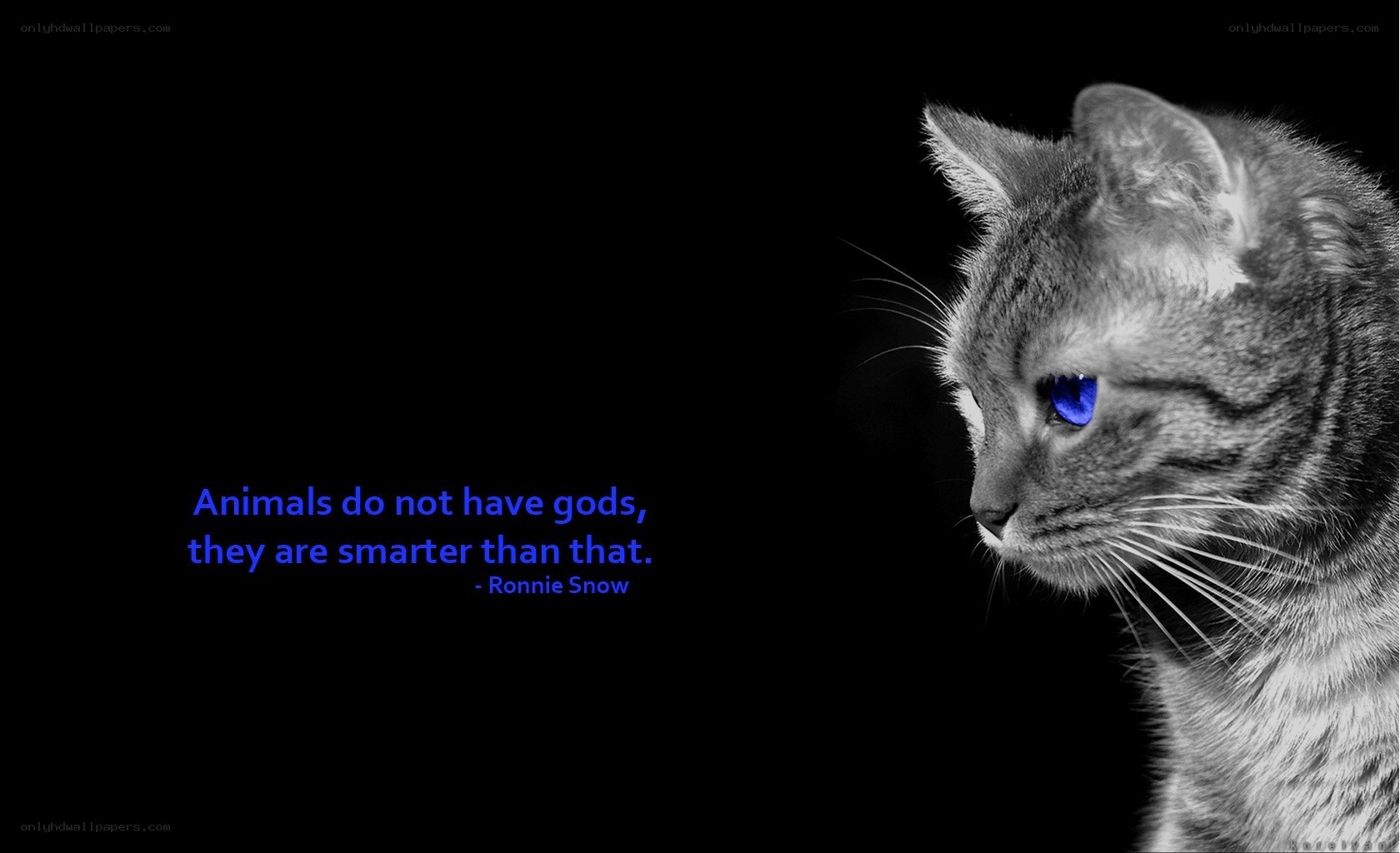 cat with blue eyes quote