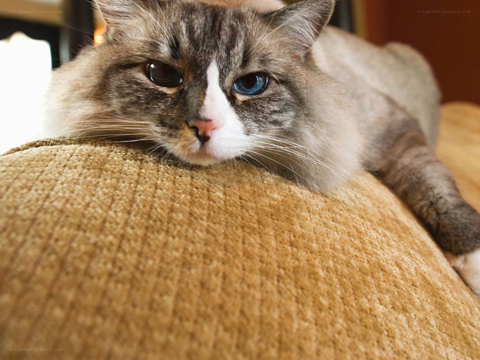 cat with blue eyes resting