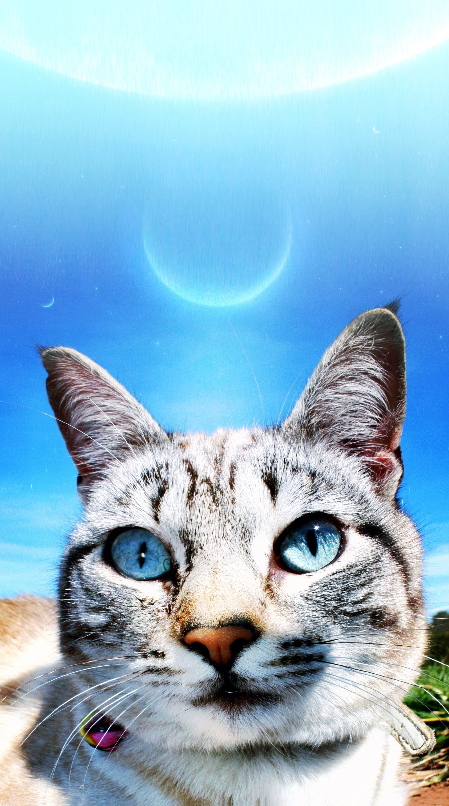 cat with blue eyes under celestial sky