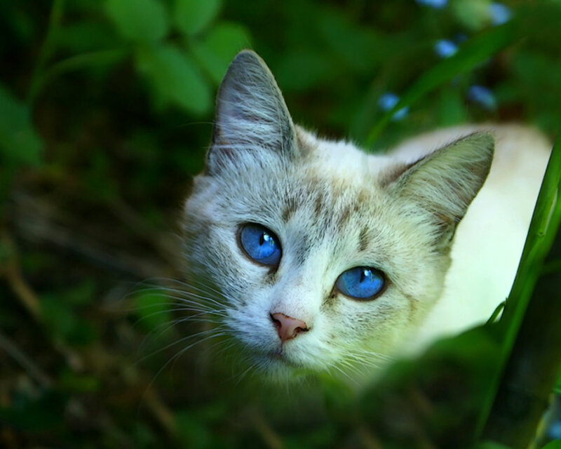 Cat with Blue Eyes — White, Calm, Afternoon