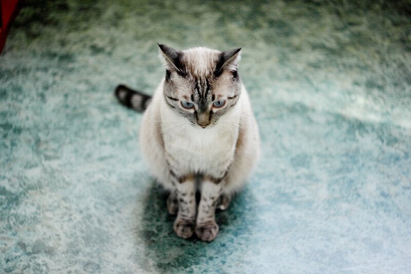 Cat with Blue Eyes — White, Calm, Photograph, Floor