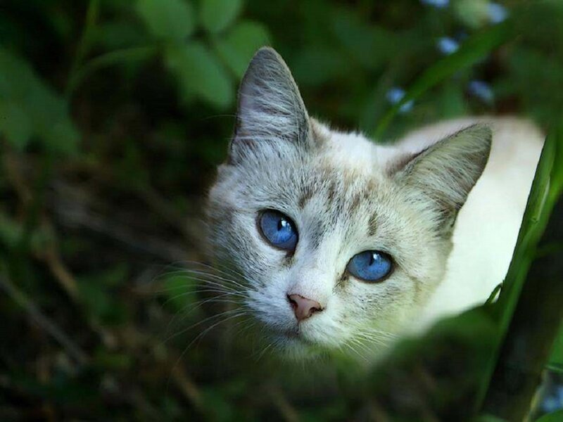 Cat with Blue Eyes — White, Calm, Photograph, Green Leaves