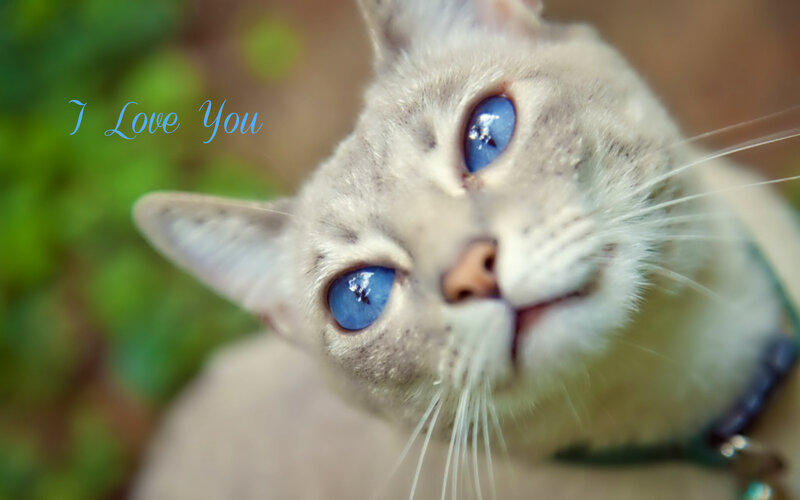 Cat with Blue Eyes — White, Calm, Photograph