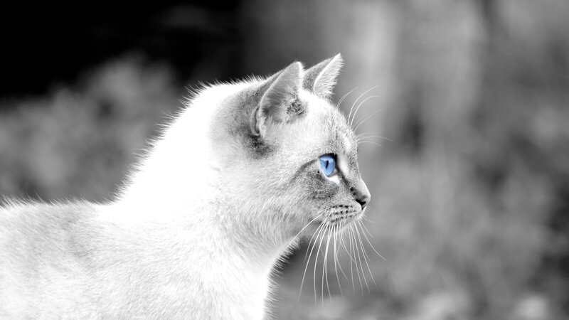 Cat with Blue Eyes — White, Calm, Photograph, Whiskers, Fur