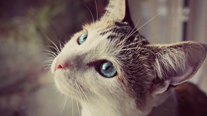 Cat with Blue Eyes — White, Calm, Photograph, Whiskers