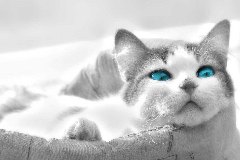 Cat with Blue Eyes — White, Calm