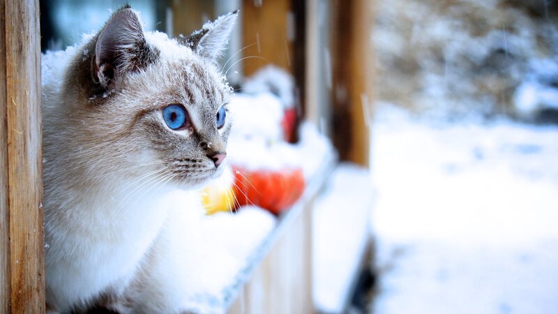 Cat with Blue Eyes — White, Calm, Winter