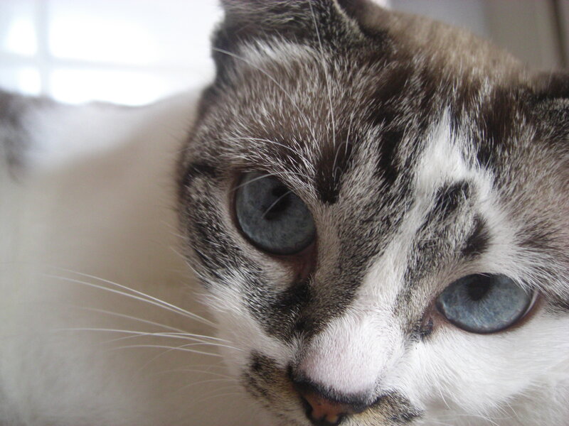 Cat with Blue Eyes — White