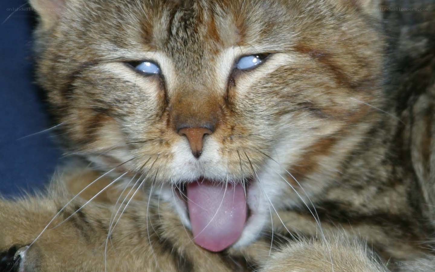 cat with blue eyes yawning
