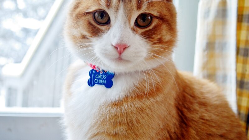 cat with blue tag